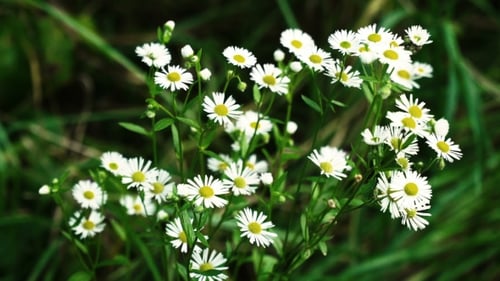 Daisy In The Garden On a Summer Day.