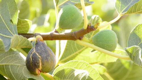 Reife Feige auf Baum