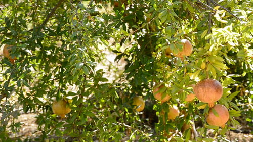 Pomegranate Fruit in Tree