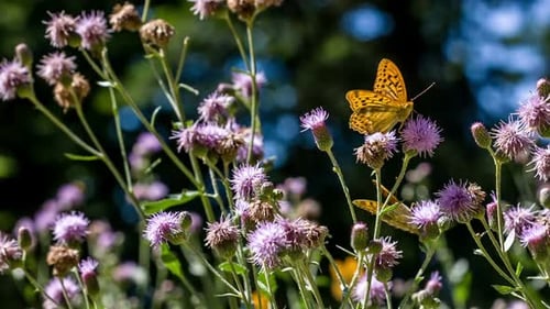 Butterfly 4