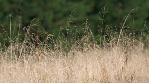 Dry Yellow Grass Swaying In The Wind