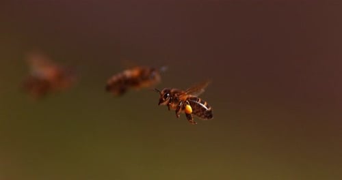 |European Honey Bee, apis mellifera, Bee in Flight