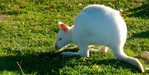 Weißes Känguru