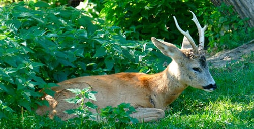 Deer Resting Peacefully in Grassy Natural Environment