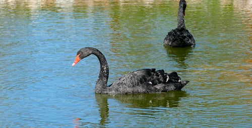 Schwarzer Schwan