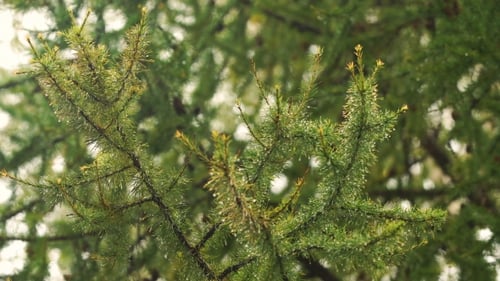 Rain Drops On The Branch Of Spruce..