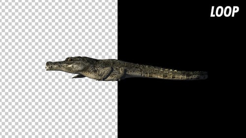 Crocodile - Alligator