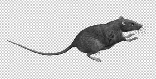 Rat - Run Jump Loop - Side View