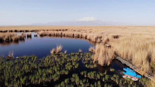 Swamp Among Reed Plants