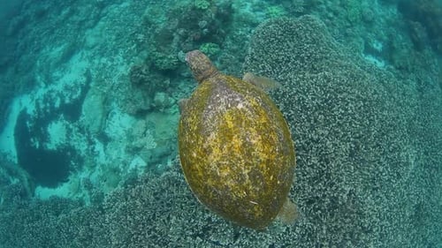 A Sea Turtle casually swimming above a tropical reef