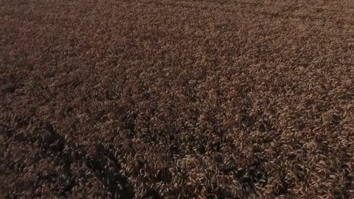 Aerial View of Expansive Golden Wheat Field
