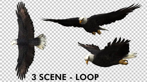 Eagle — Szenenpaket mit 3 Ansichten