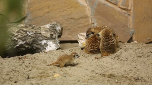 Familie von Meerkat spielt im Freien