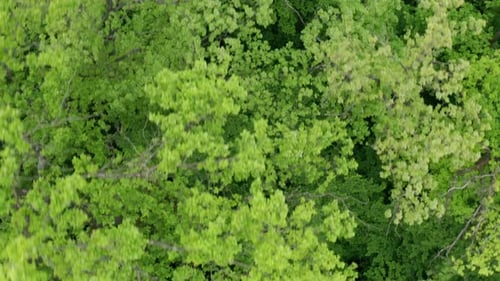Grüner Wald
