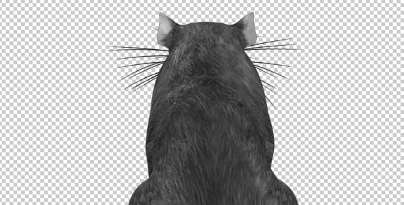 Rato - Run Jump Loop - Vista traseira - 4K, Animação gráfica Incluindo ...