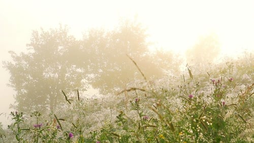Blumen mit Tautropfen