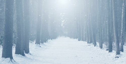 Magical Winter Forest Path with Gentle Snowfall