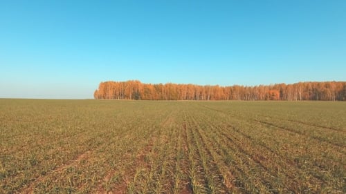 Vista aérea do campo agrícola. Voando sobre um campo