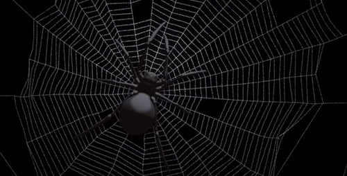 Schwarze Spinne im Netz