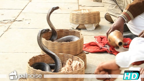 Serpent Cobra