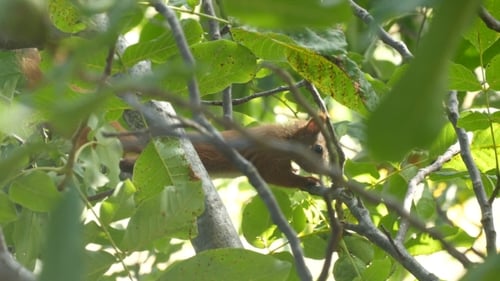 Squirrel Sitting On A Branch