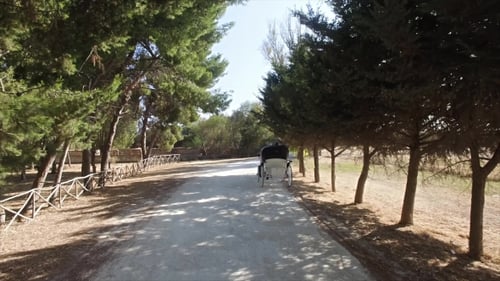 Horse-Drawn Carriage Travels a Tree-Lined Path