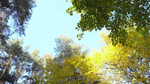 Forêt d'automne lumineuse. Automne