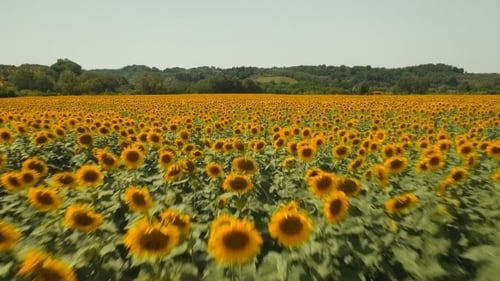 Aerial View Of Sunflowers Field