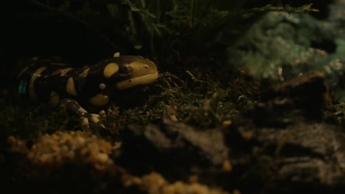 Salamander Resting on Mossy Ground at Night
