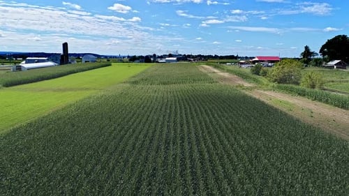An Aerial View of Rows of Corn Fields and Farmlands Flying low to the Corn on a Sunny Summer Day