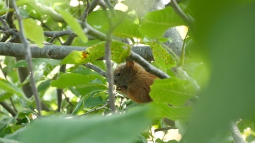 Squirrel Sitting On A Branch
