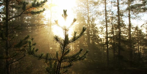 Fond de forêt ensoleillée