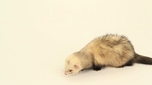 Ferret Eating Dry Food on White Background