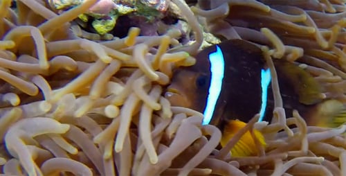 Underwater Colorful Clownfish and Sea Anemones
