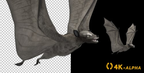 Super Bat - Boucle volante - Angle latéral - 4K
