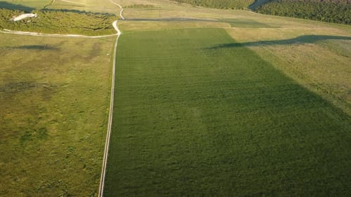 Aerial View on Green Wheat Field in Countryside