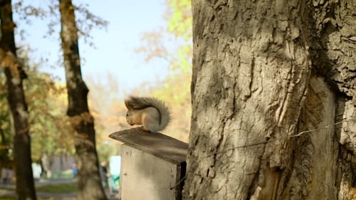 Red Squirrel On The Tree Eating Nuts Or Seeds. One Beatuful Shiny Day In Autumn.