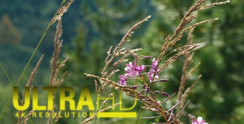 Beautiful Mountain Flower