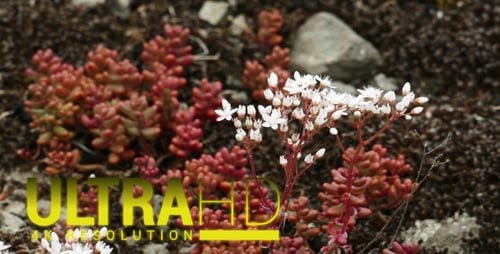 Beautiful Mountain Flowers 1