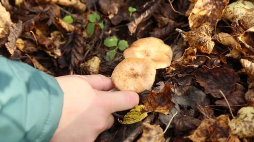 Boy Picking Mushrooms in the Forest