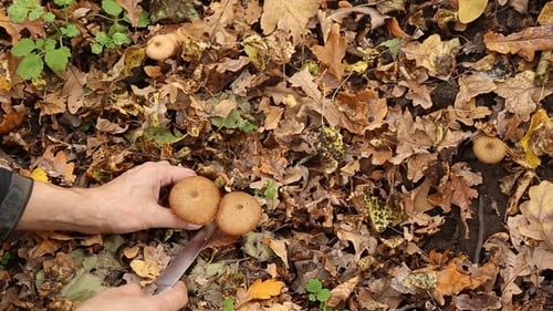 A Man Picking Mushrooms in the Forest
