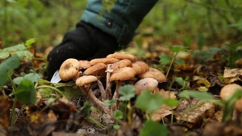 Boy Picking Mushrooms in the Forest