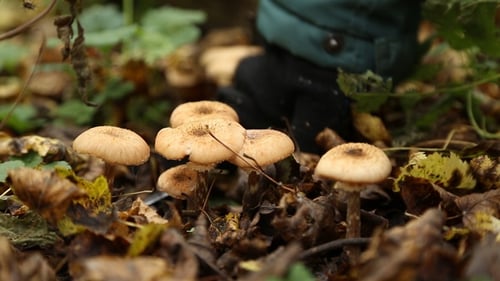 Boy Picking Mushrooms in the Forest