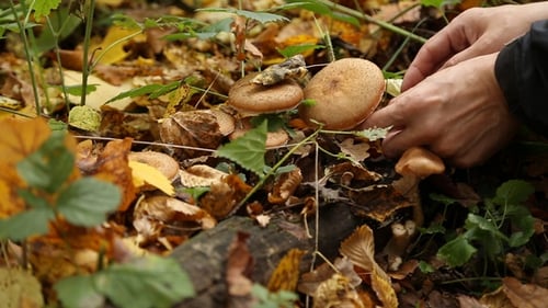 Man Picking Mushrooms in the Forest