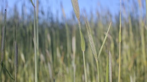 Sunny Green Wheat Field