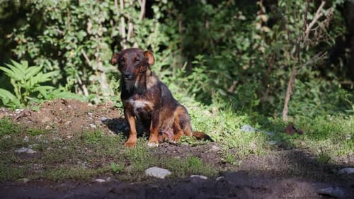 Hund sitzt allein auf einem sonnenbeschienenen Boden