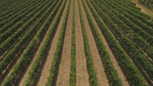 Volando sobre el campo con viñedos