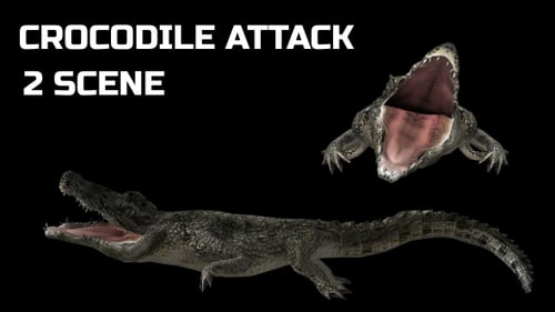 Crocodile - Alligator Attack - 2 Scene