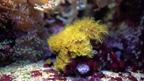 Vibrant Yellow Coral Reef Ecosystem