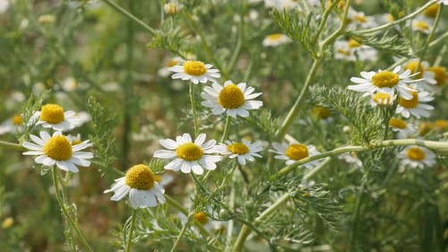 German Chamomile spring flowers close-up 4K 2160p 30fps UltraHD footage - Matricaria recutita plant